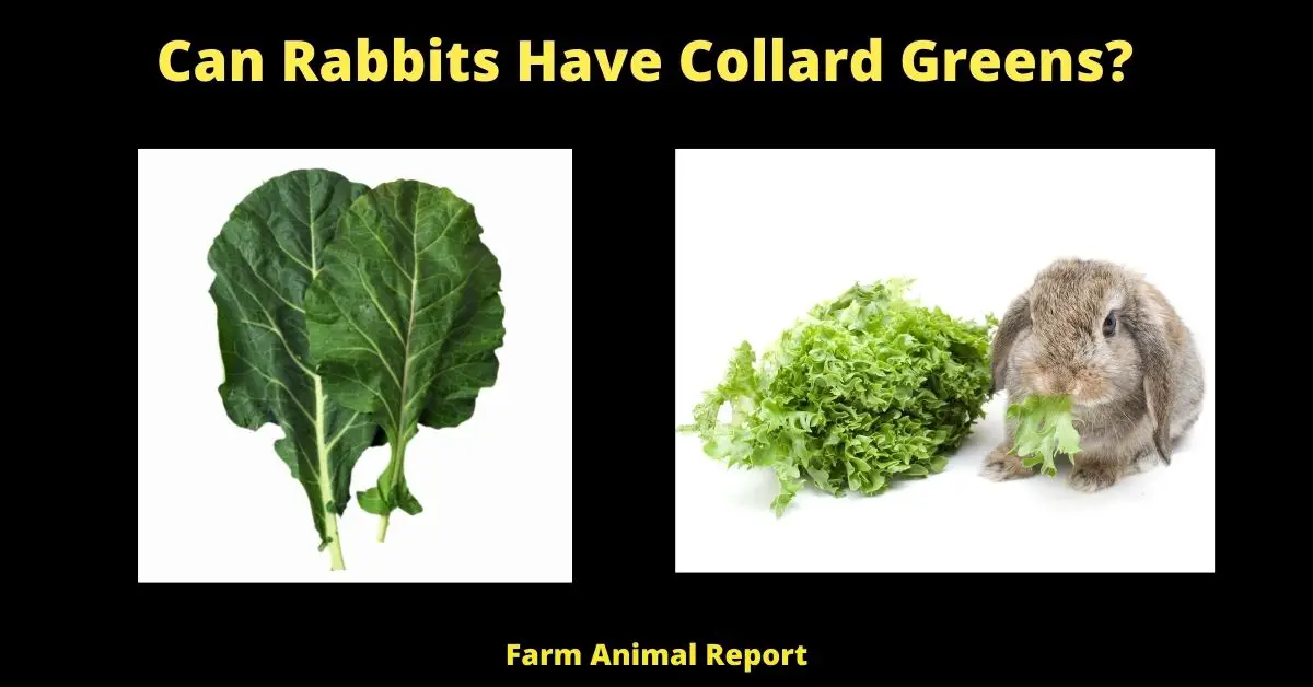 7 Facts: Can Rabbits Eat Collard Greens | Feed