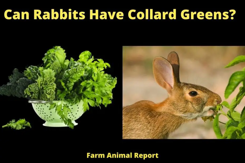 Can Rabbits Have Collard Greens?