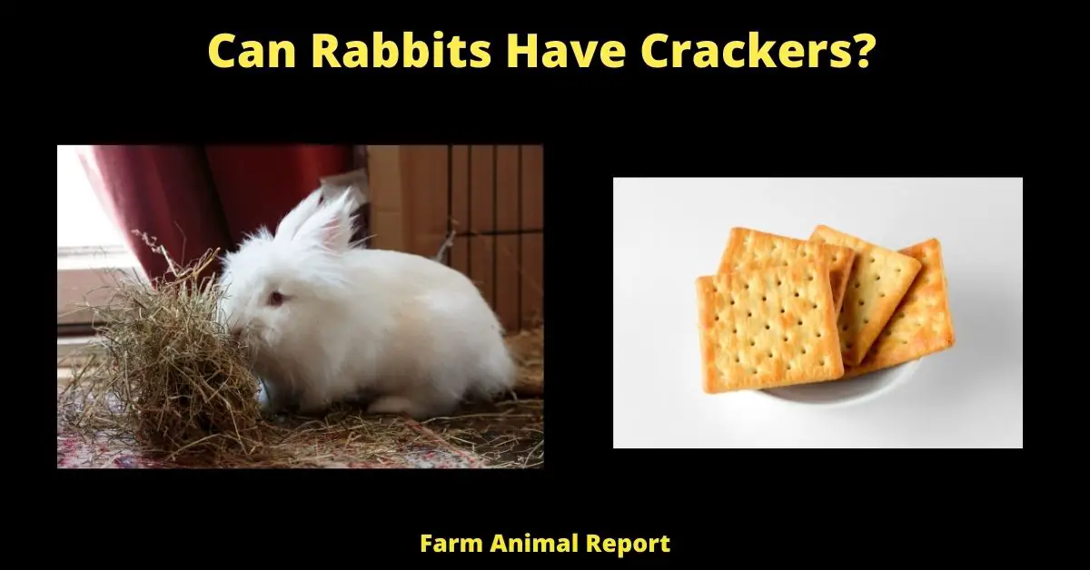 Can Bunnies eat Crackers| Rabbit | Rabbits | Bunny 1