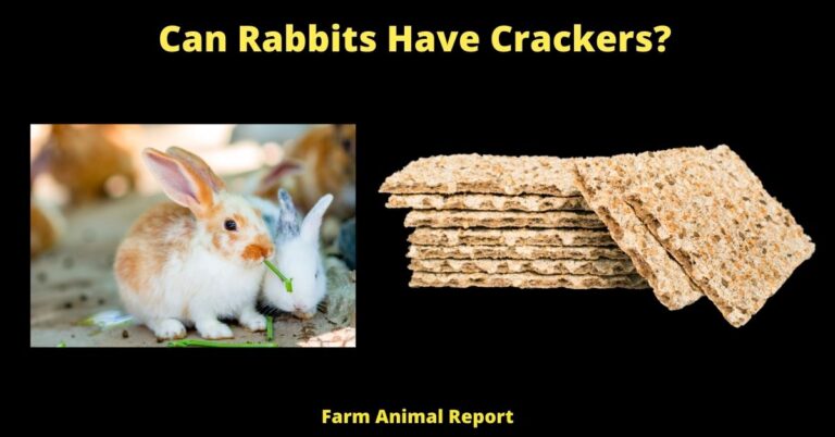 Can Bunnies Eat Crackers (2024)| Rabbit | Rabbits | Bunny | PDF