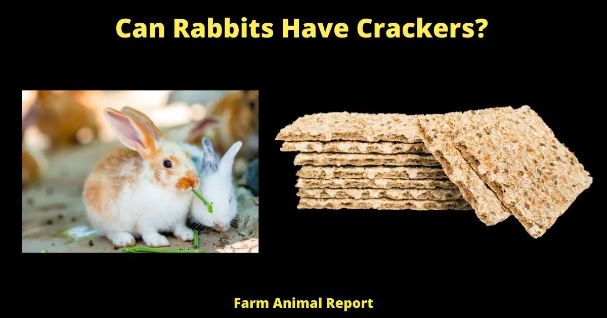Can Rabbits Have Crackers?
