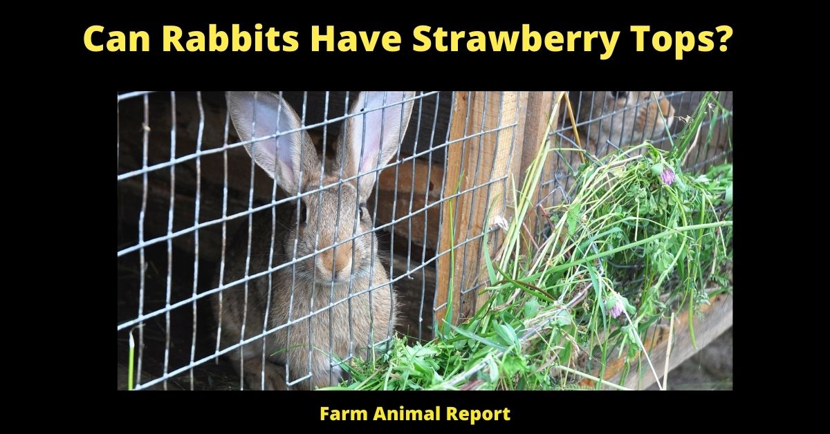 5 Points: Can Rabbits eat Strawberry Tops? 1