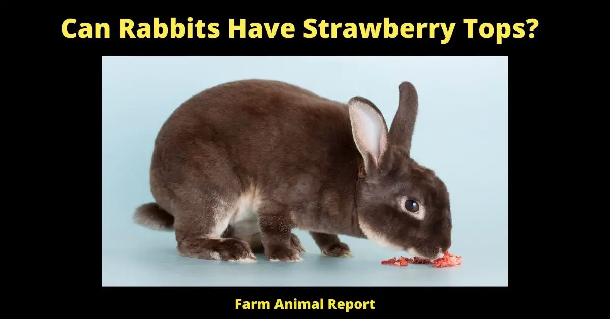 5 Points: Can Rabbits eat Strawberry Tops? 2
