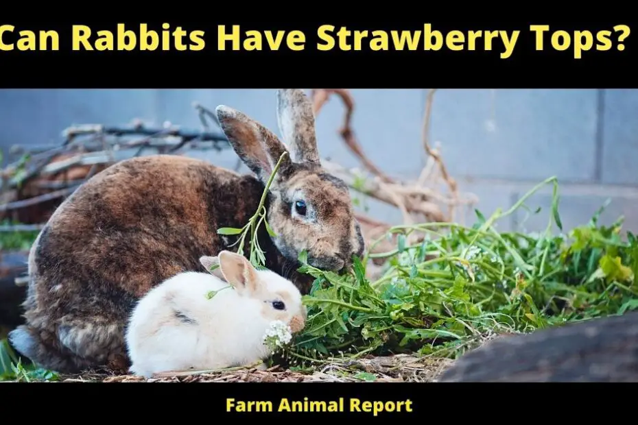 Can Rabbits Have Strawberry Tops?