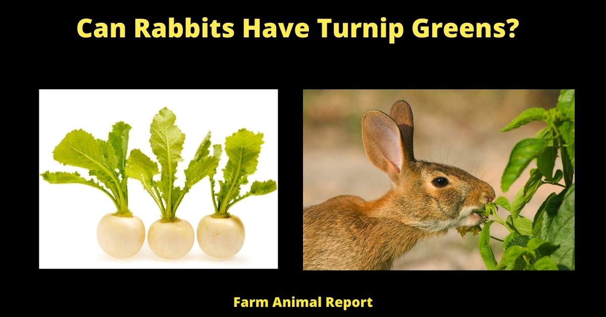 Can Rabbits Eat Turnip Greens