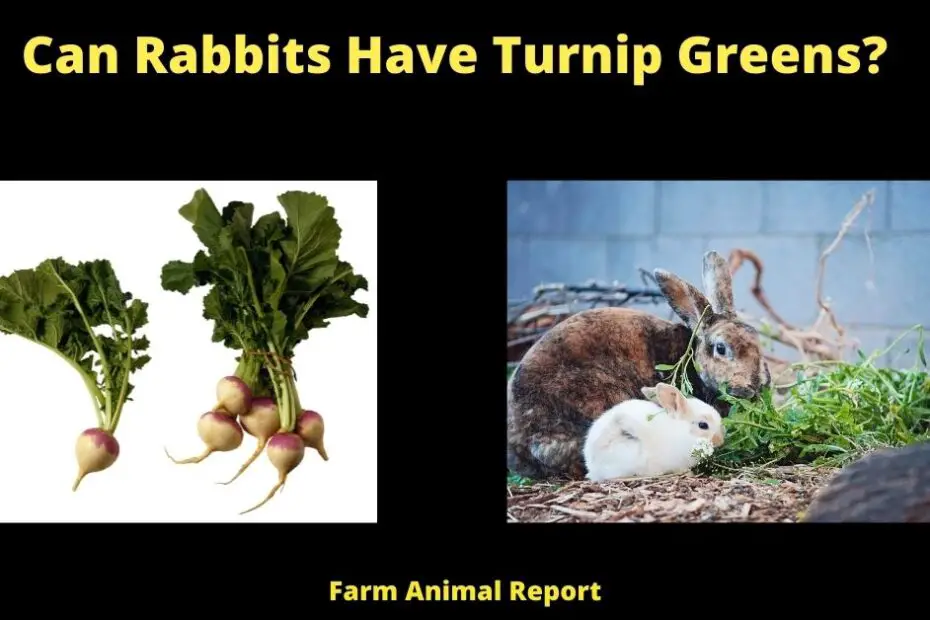 Can Rabbits Have Turnip Greens?