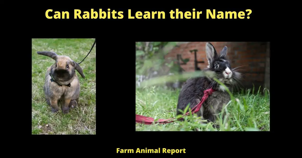 Do Rabbits Know their Names? 1