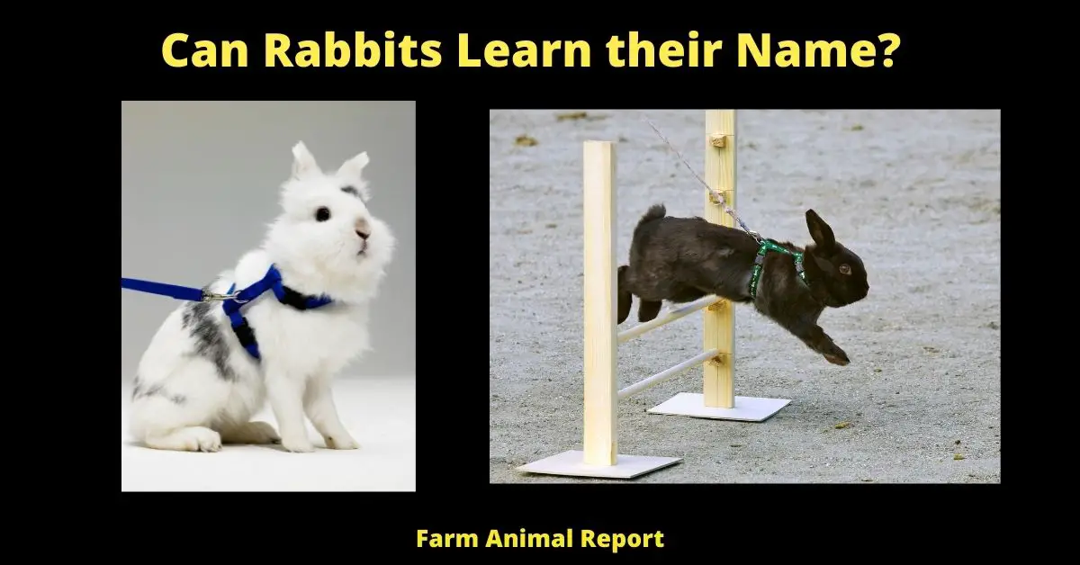 Do Rabbits Know their Names? 2