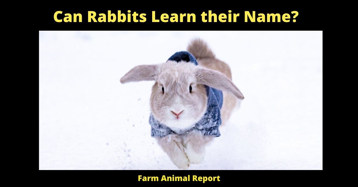 Do Rabbits Know their Names? 3