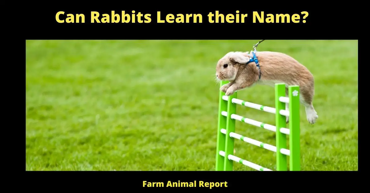 Can Rabbits Learn their Name?
