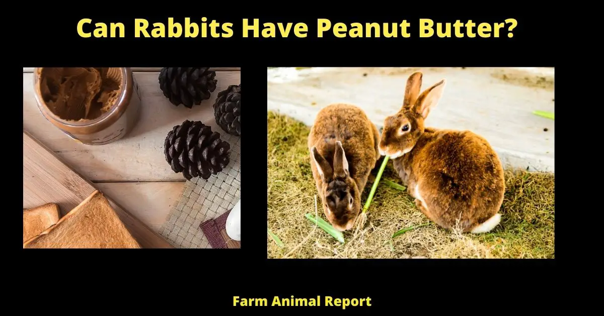 Peanut butter is a popular food for people, and it turns out that it can also be a tasty treat for bunnies. In small amounts, peanut butter can provide rabbits with extra protein and healthy fats. It can also help to keep their teeth clean and sharp. However, peanut butter should only be given to rabbits in moderation, as it is high in calories and can lead to weight gain. In addition, rabbits may be allergic to peanuts, so it's important to introduce peanut butter slowly and watch for any adverse reactions. If your bunny seems to enjoy peanut butter, then feel free to give them a small spoonful as a special treat. Just be sure to do so in moderation!