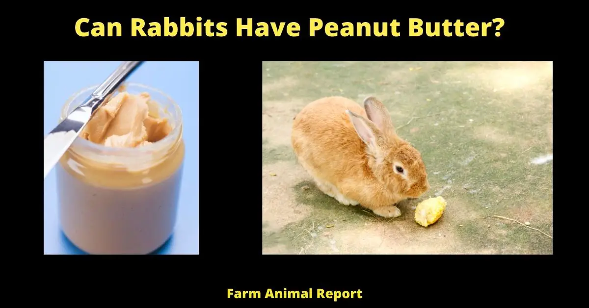 7 Answers - Can Bunnies Have Peanut Butter | Eat Peanuts | Eat Peanut Butter 1