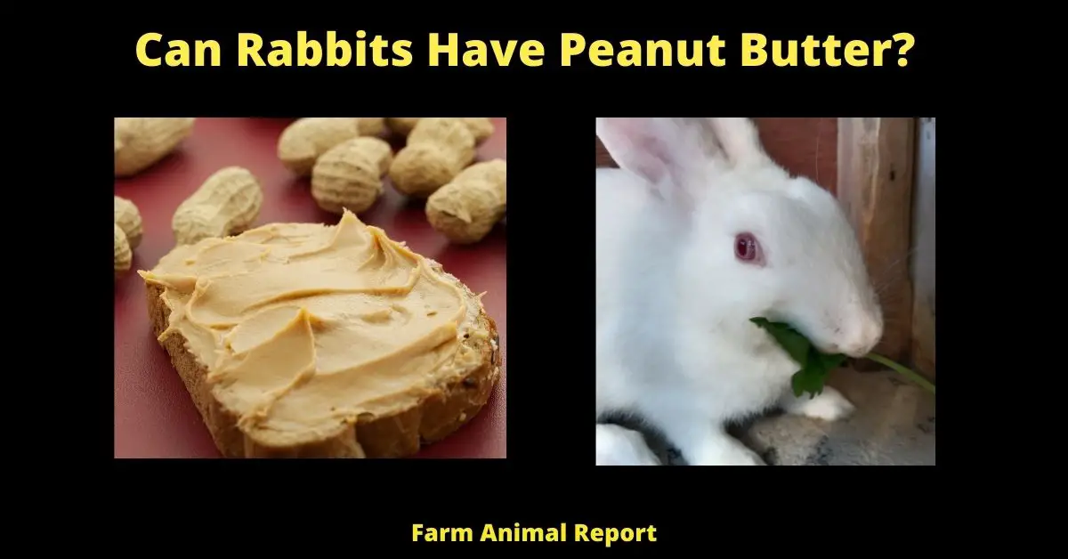 Can rabbits Have Peanut Butter?