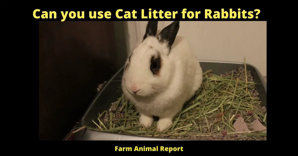 Can you use Cat Litter for Rabbits?