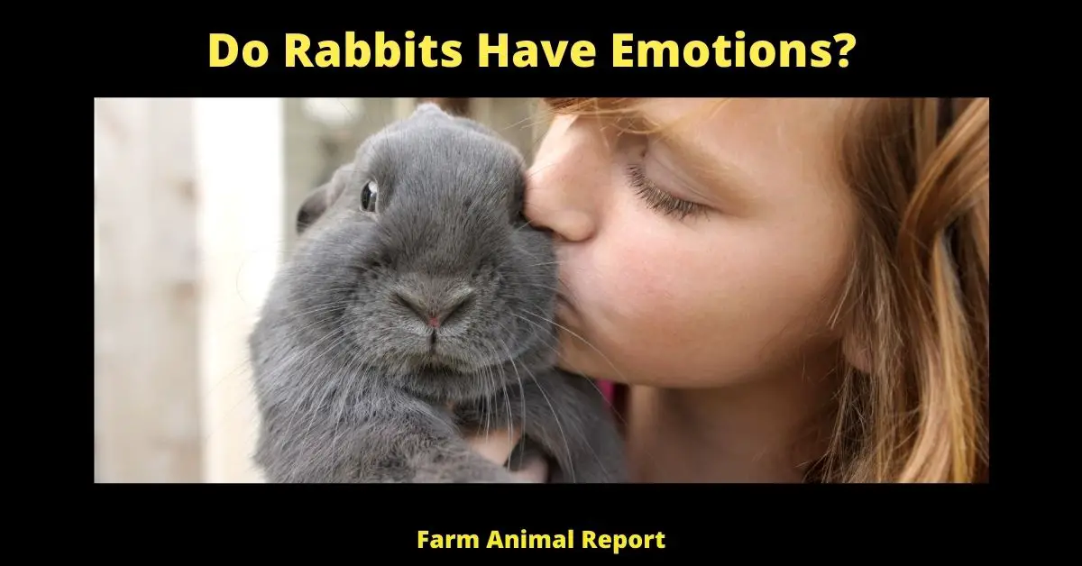 Do Rabbits Have Emotions? 1