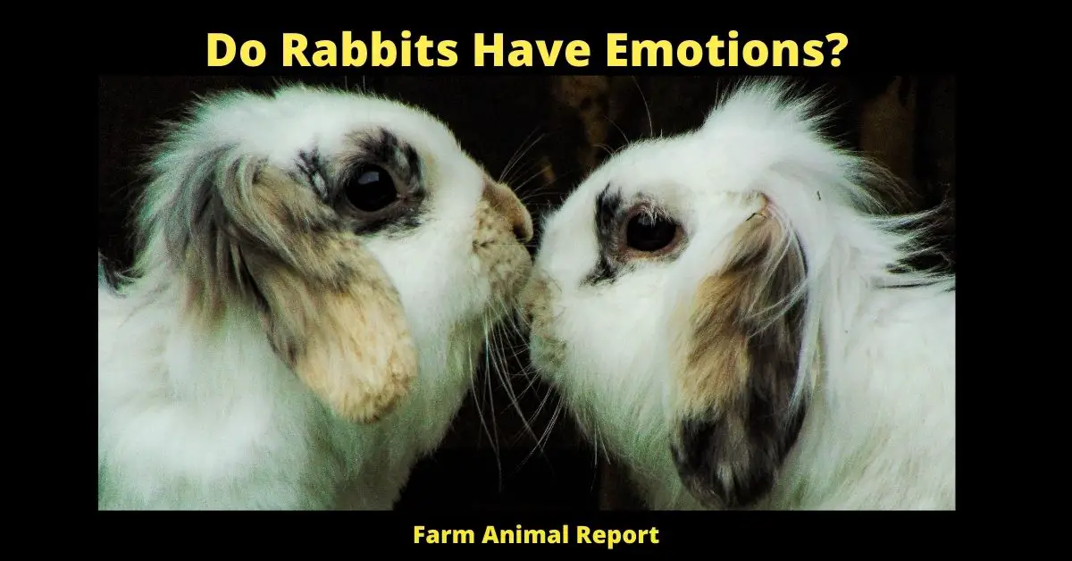 Do Rabbits Have Emotions? 2