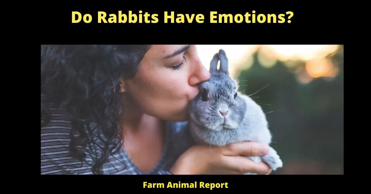 Do Rabbits Have Emotions? 3
