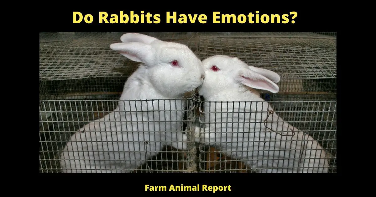 Do Rabbits Have Emotions?