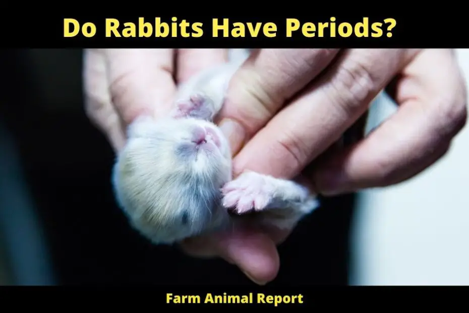 Do Rabbits Have Periods? rabbit period blood signs female rabbit in heat female rabbit in heat rabbit heat cycle rabbit pregnancy period