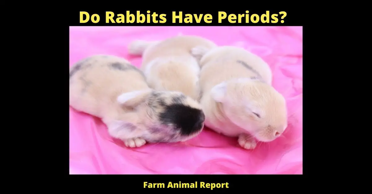 3 Symptoms: Do Bunnies Have Periods| Rabbits | Rabbit | Period 2