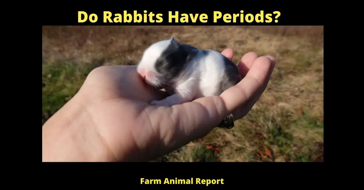 3 Symptoms: Do Bunnies Have Periods| Rabbits | Rabbit | Period 3