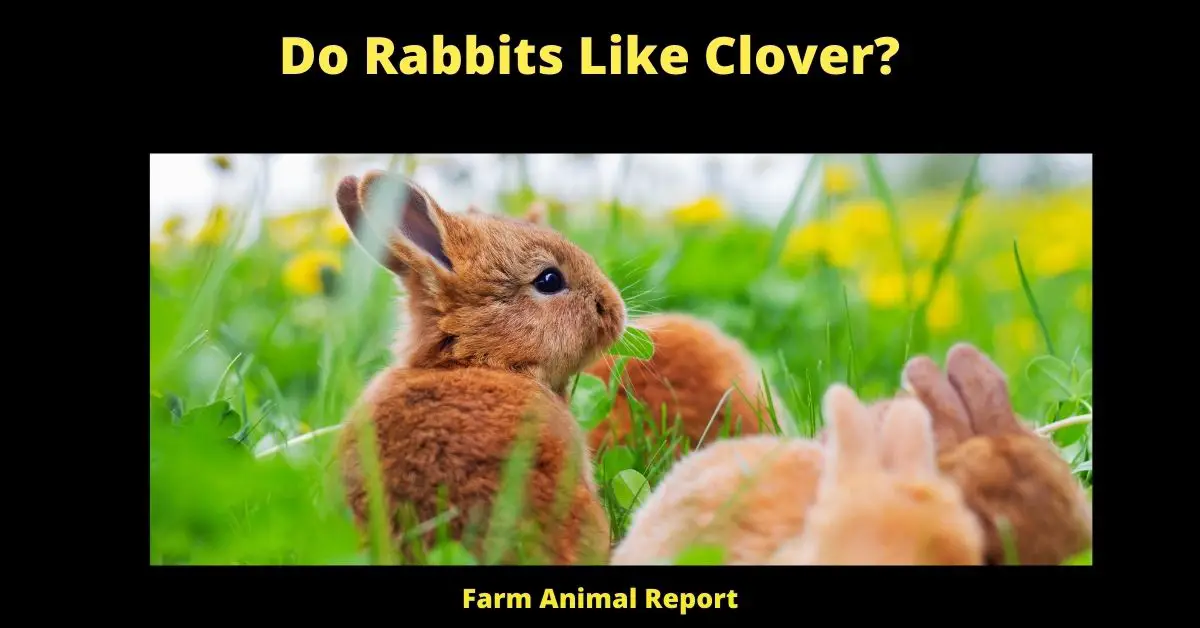 Feeding Clover for Rabbits? 1