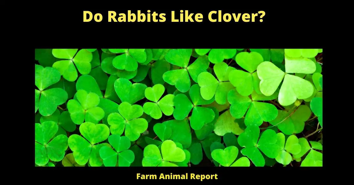 Feeding Clover for Rabbits? 2