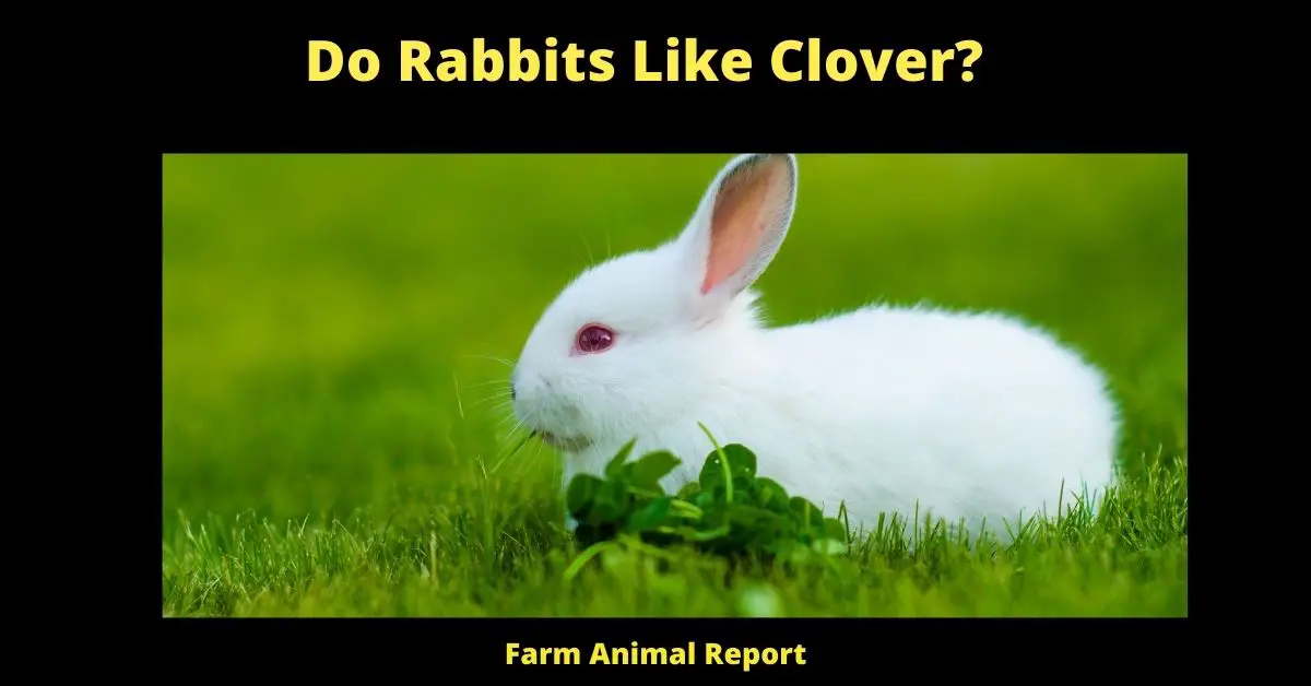 Do Rabbits Like Clover?