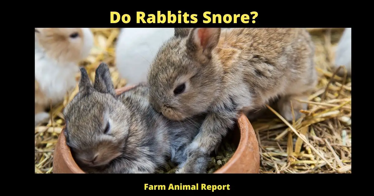 9 Simple Reasons - Do Rabbits Snore? 1