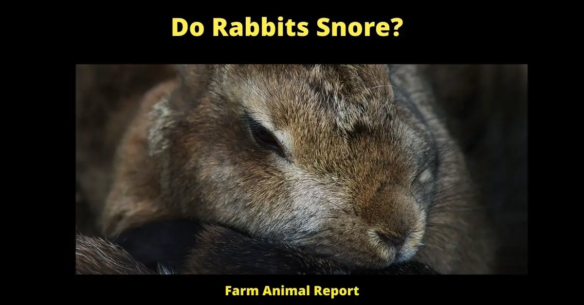 9 Simple Reasons - Do Rabbits Snore? 2