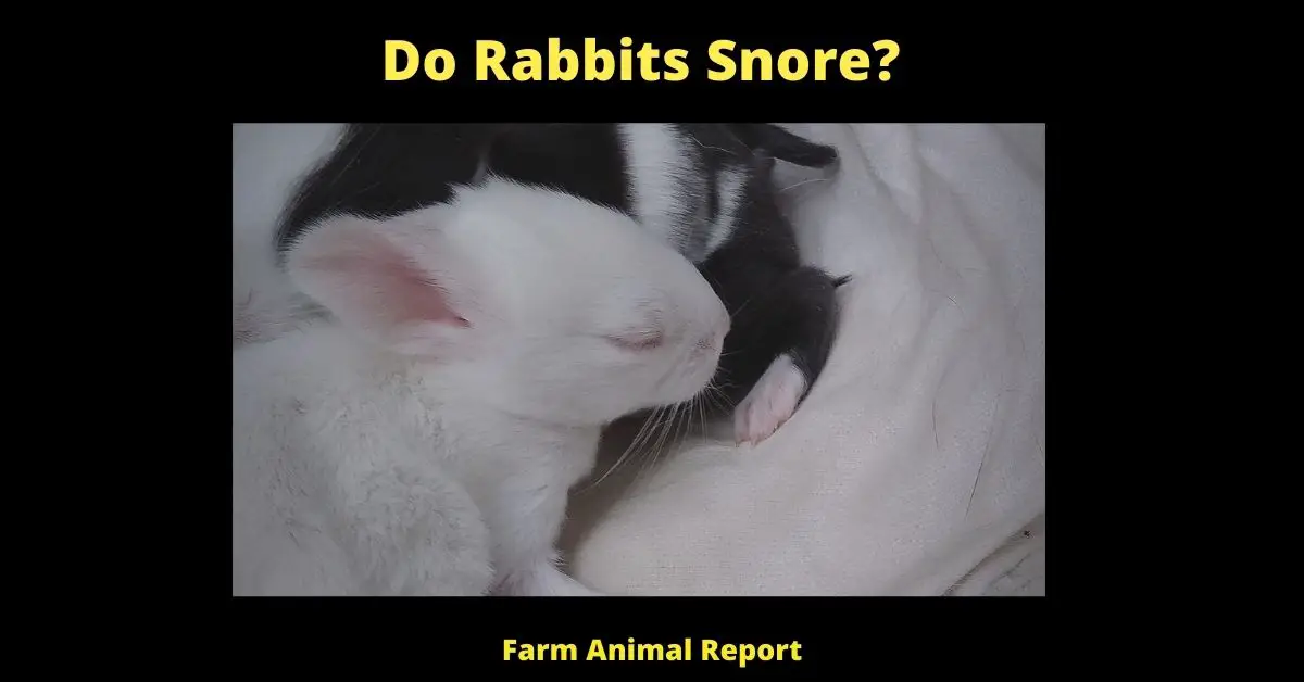 9 Simple Reasons - Do Rabbits Snore? 3