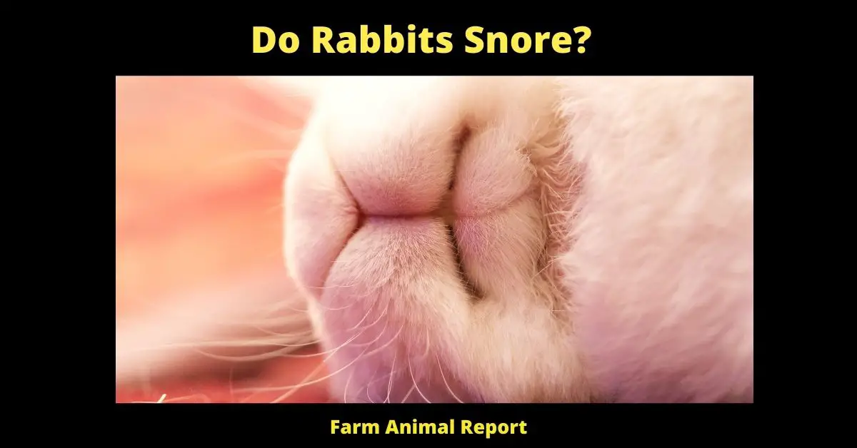 Do Rabbits Snore?