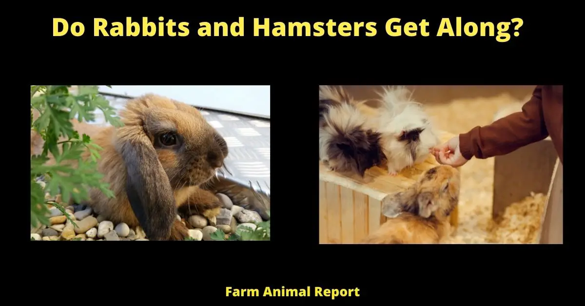 Do Hamsters and Rabbits Get Along
will a rabbit attack a hamster
can hamsters eat rabbit food
rabbit vs hamster
hamster rabbit
