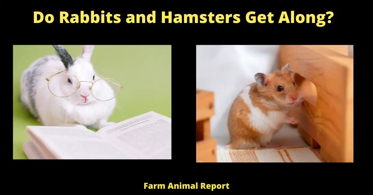 Do Hamsters and Rabbits Get Along
will a rabbit attack a hamster
can hamsters eat rabbit food
rabbit vs hamster
hamster rabbit
