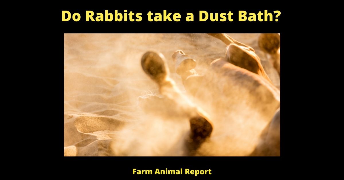 Do Rabbits take a Dust Bath (2023)? (11 Tips) 1