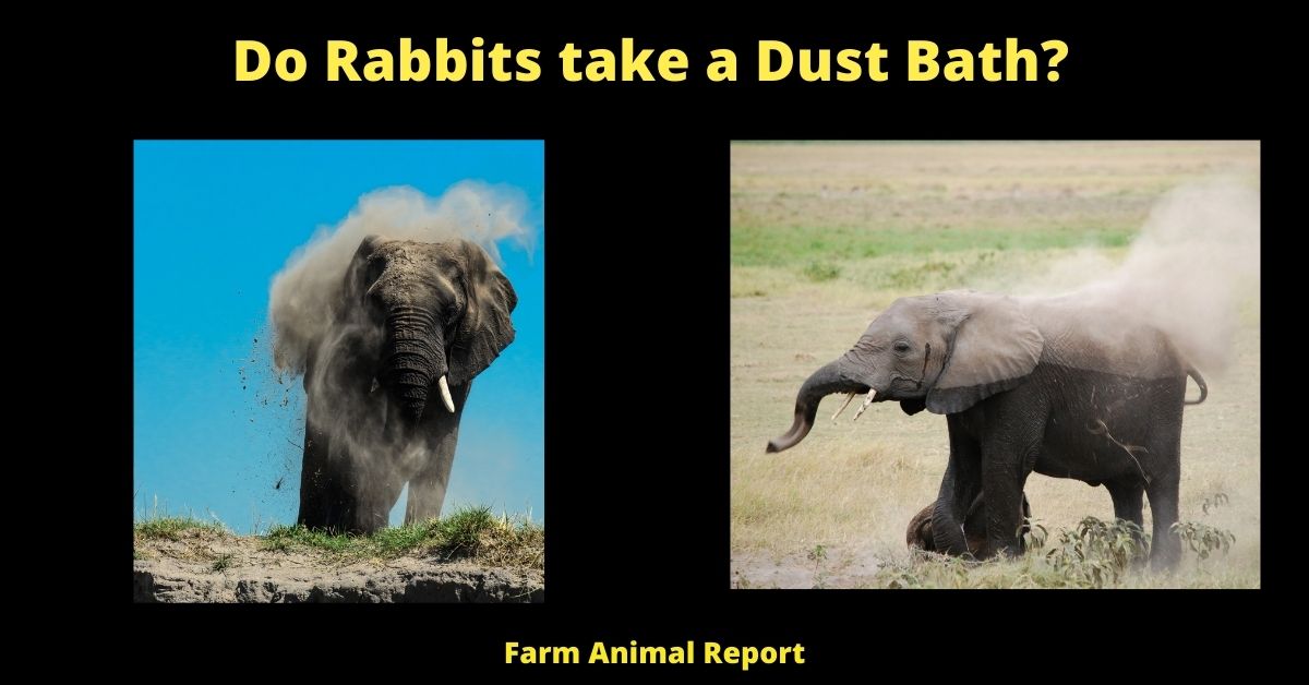 Do Rabbits take a Dust Bath (2024)? (11 Tips) 2