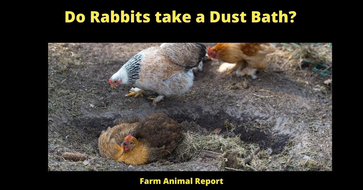 Do Rabbits take a Dust Bath? (11 Tips) 3