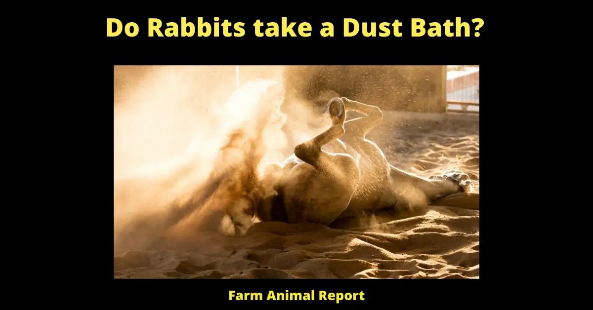 Do Rabbits take a Dust Bath?
