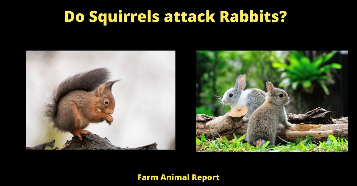 5 Situations - Do Squirrels Eat Rabbits? 1