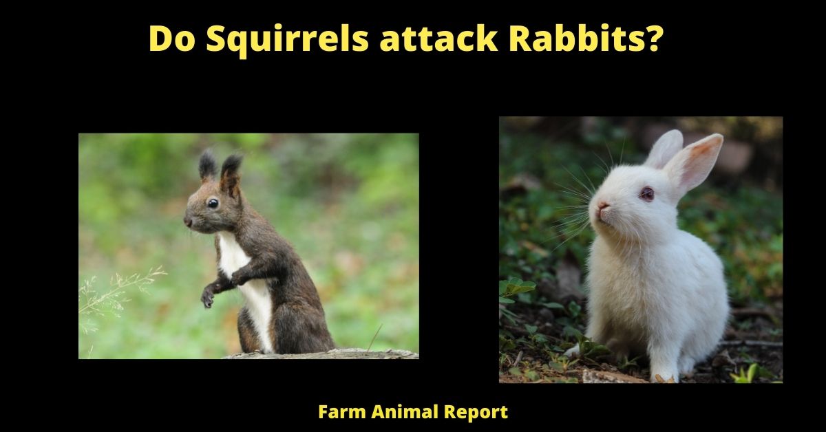 5 Situations - Do Squirrels Eat Rabbits? 3