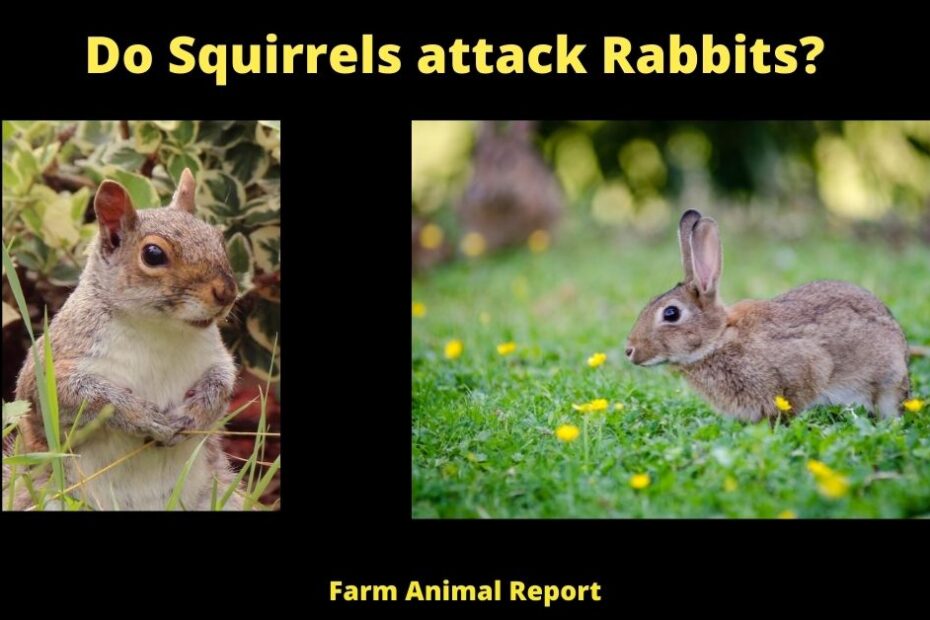 Do Squirrels attack Rabbits?