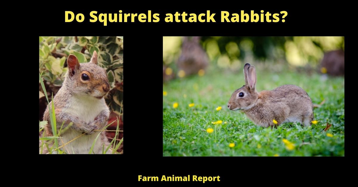 5 Situations Do Squirrels Eat Rabbits? Farm Animal Report