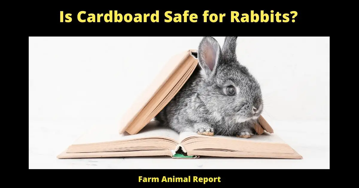 Is Cardboard Safe for Rabbits? 1
