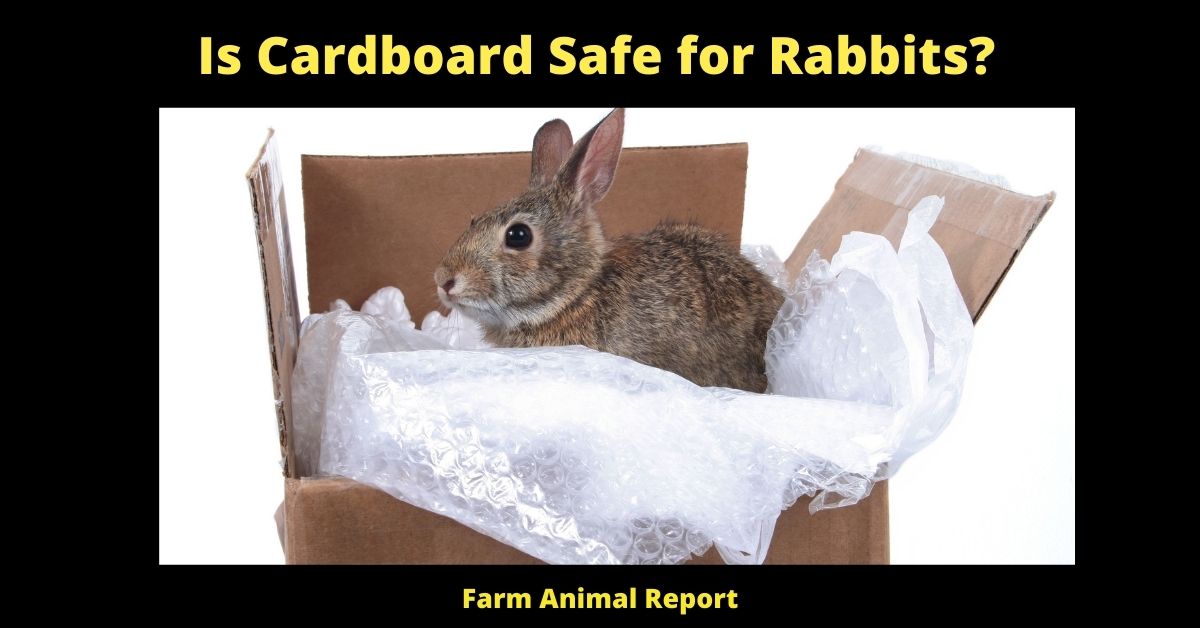 Is Cardboard Safe for Rabbits? 2