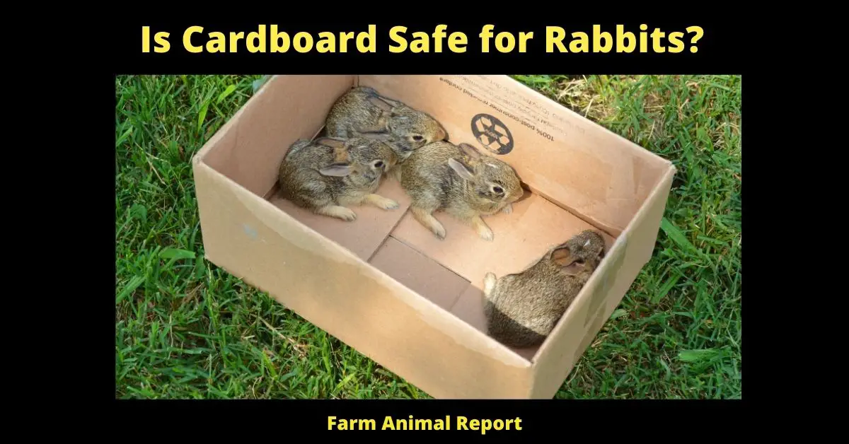 Is Cardboard Safe for Rabbits?