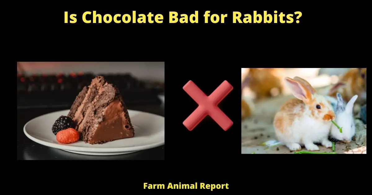 Is Chocolate Bad for Rabbits? ( T<strong>heobromine )</strong> 1