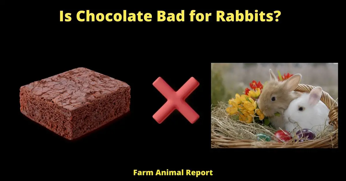 Is Chocolate Bad for Rabbits? ( T<strong>heobromine )</strong> 2