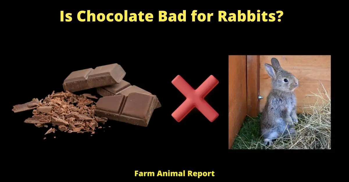 Is Chocolate Bad for Rabbits?