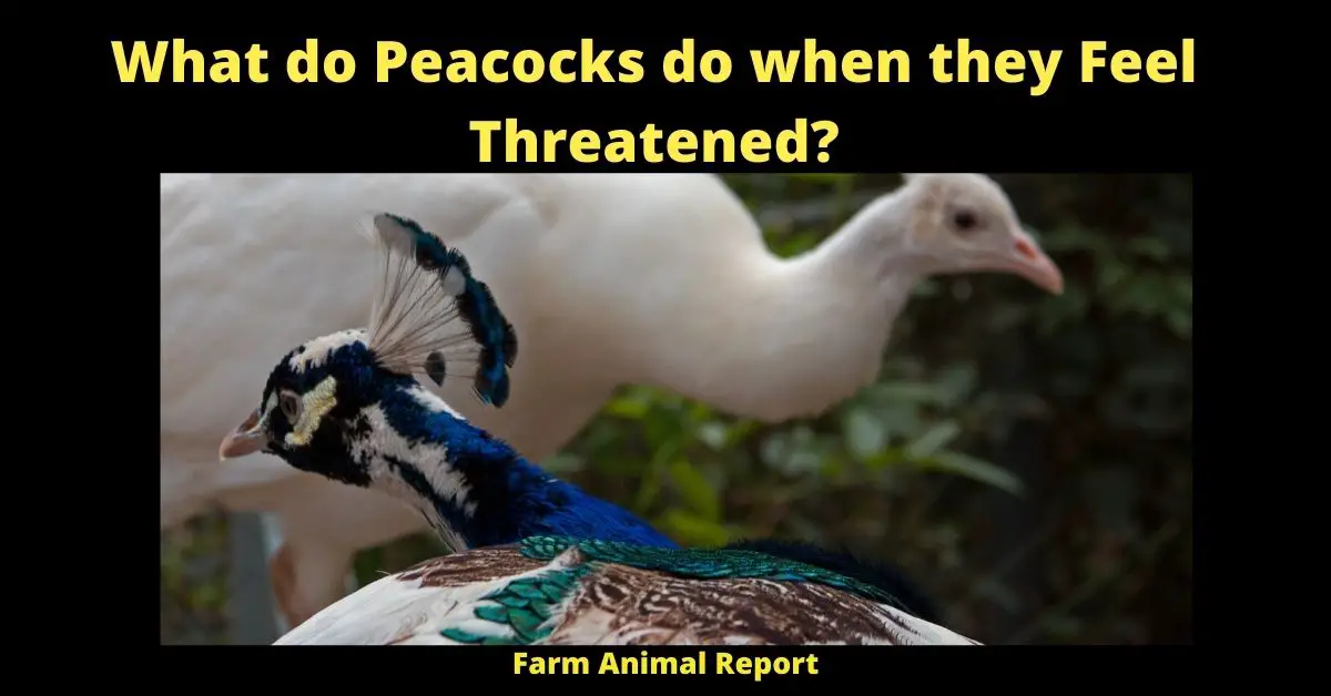 What do Peacocks do when they Feel Threatened? 1