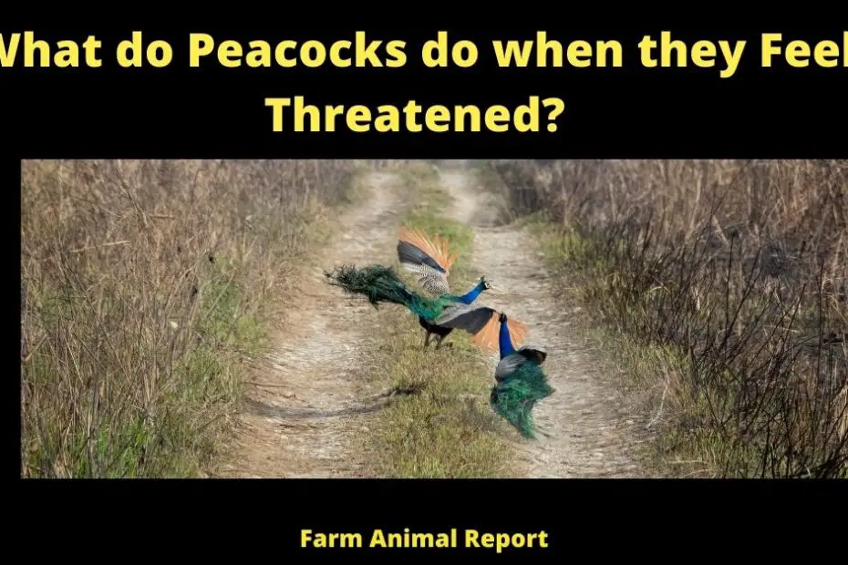 What do Peacocks do when they Feel Threatened?